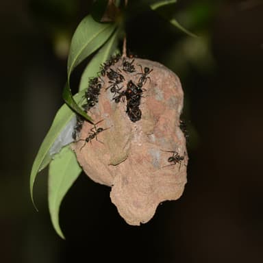 Dolichoderus attelaboides — colony photo 15
