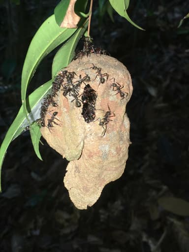 Dolichoderus attelaboides — colony photo 16