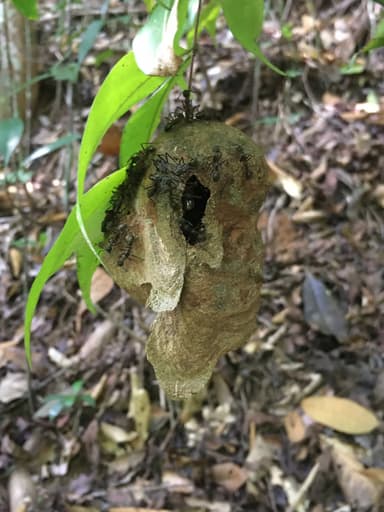 Dolichoderus attelaboides — colony photo 17