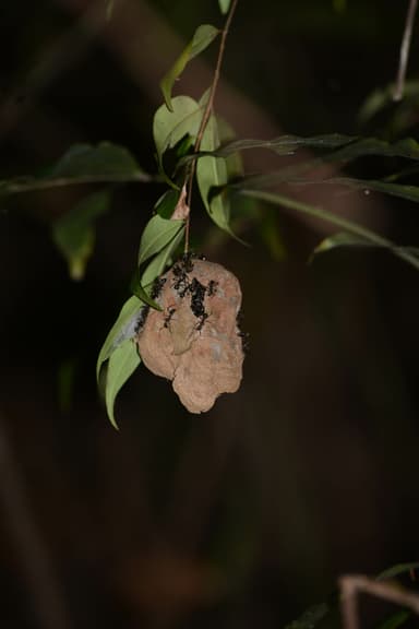 Dolichoderus attelaboides — colony photo 18