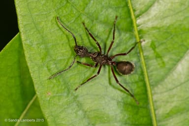 Dolichoderus attelaboides photo 19
