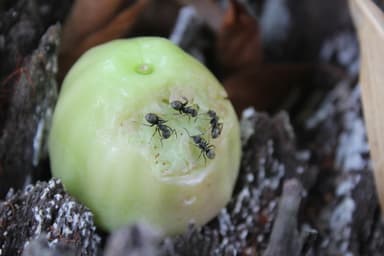 Dolichoderus bispinosus photo 1