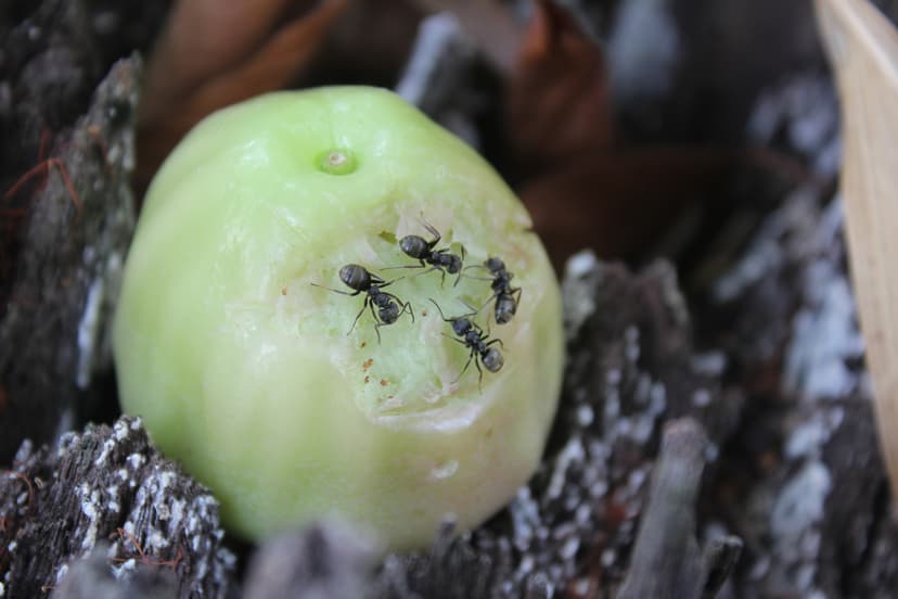 Dolichoderus bispinosus photo 1