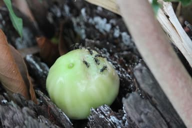 Dolichoderus bispinosus photo 2