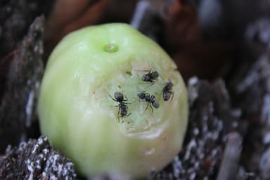 Dolichoderus bispinosus photo 3