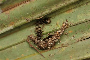Dolichoderus bispinosus photo 4