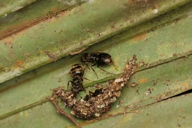 Dolichoderus bispinosus photo 5
