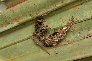Dolichoderus bispinosus photo 6