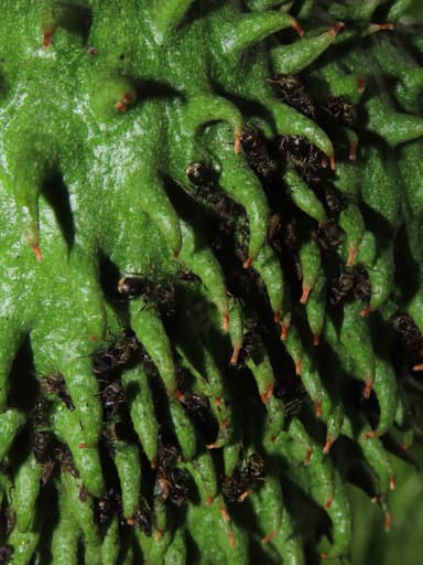 Dolichoderus bispinosus photo 7