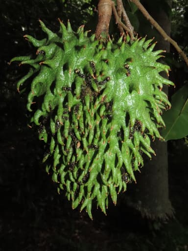 Dolichoderus bispinosus photo 8