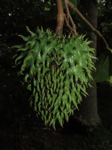 Dolichoderus bispinosus photo 9