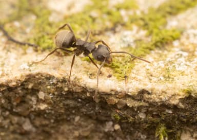 Dolichoderus bispinosus photo 10