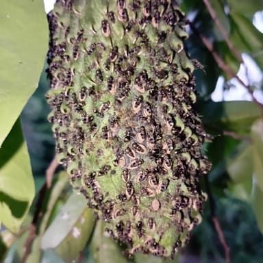 Dolichoderus bispinosus photo 11