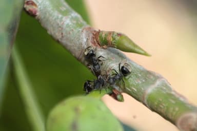 Dolichoderus bispinosus photo 12