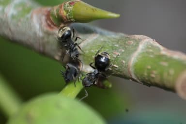 Dolichoderus bispinosus photo 13