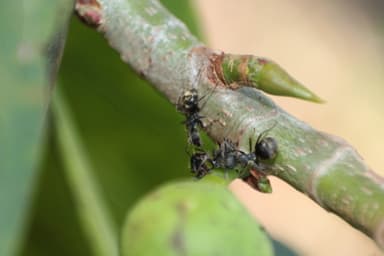 Dolichoderus bispinosus photo 14