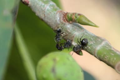 Dolichoderus bispinosus photo 15