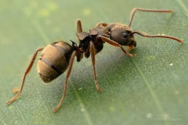 Dolichoderus bispinosus photo 16