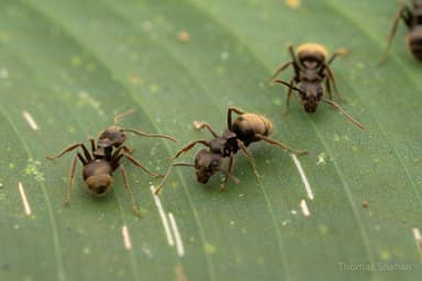 Dolichoderus bispinosus photo 17