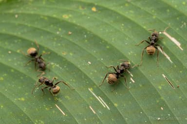Dolichoderus bispinosus photo 18