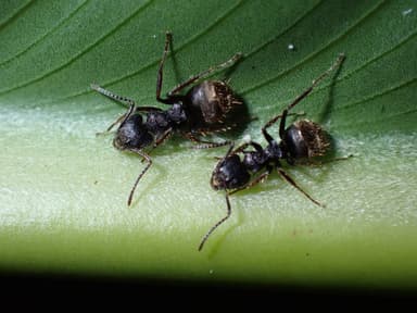 Dolichoderus bispinosus photo 19