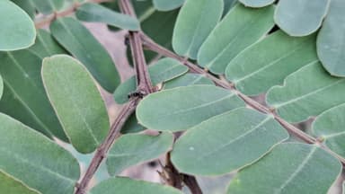Dolichoderus bispinosus photo 20