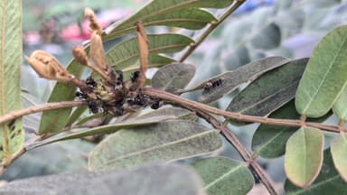 Dolichoderus bispinosus photo 21