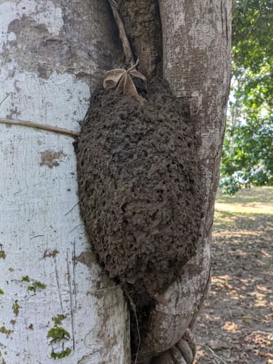 Dolichoderus bispinosus photo 22