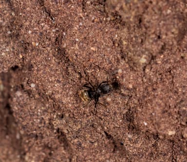 Dolichoderus bispinosus photo 23