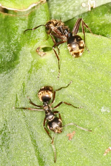 Dolichoderus bispinosus photo 24