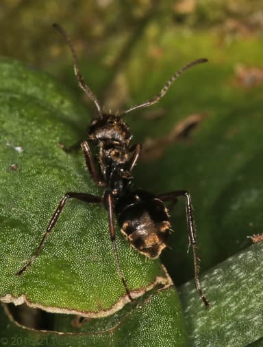 Dolichoderus bispinosus photo 25