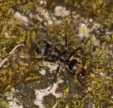 Dolichoderus bispinosus photo 26