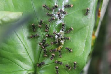 Dolichoderus bispinosus photo 27