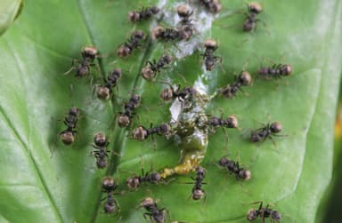 Dolichoderus bispinosus photo 28