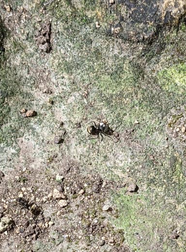 Dolichoderus bispinosus photo 29