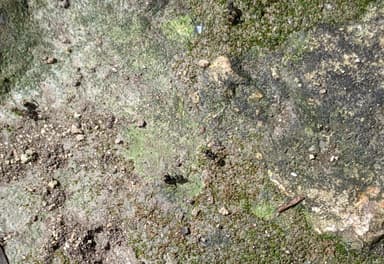 Dolichoderus bispinosus photo 30