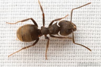 Dolichoderus bispinosus photo 31