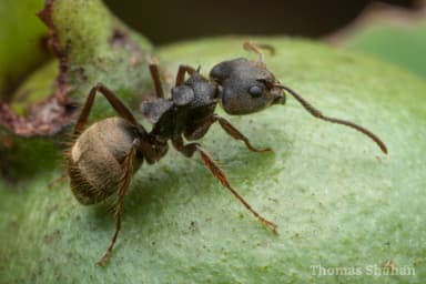 Dolichoderus bispinosus photo 32