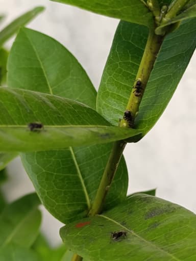 Dolichoderus bispinosus photo 33