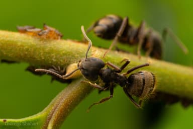 Dolichoderus bispinosus photo 34