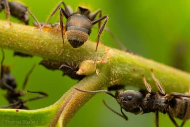 Dolichoderus bispinosus photo 35