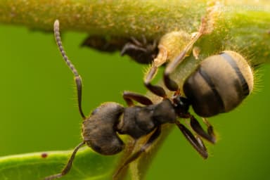 Dolichoderus bispinosus photo 36