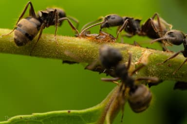 Dolichoderus bispinosus photo 37