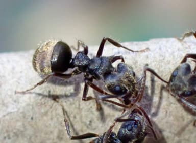 Dolichoderus bispinosus photo 38