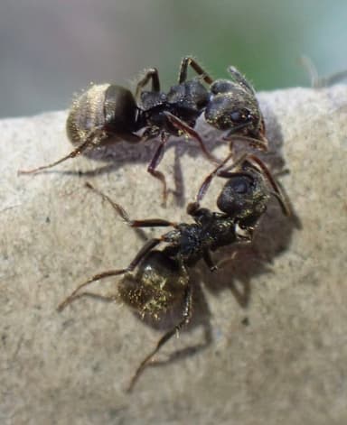 Dolichoderus bispinosus photo 39