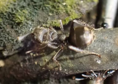 Dolichoderus bispinosus photo 40