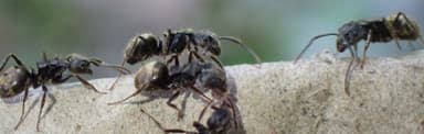 Dolichoderus bispinosus photo 41