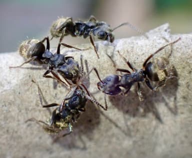 Dolichoderus bispinosus photo 42