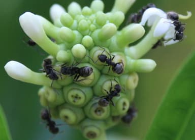Dolichoderus bispinosus photo 43