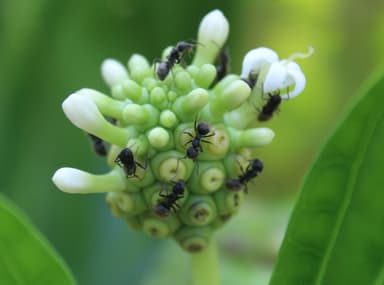 Dolichoderus bispinosus photo 44